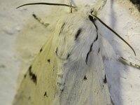 Acronicta leporina 8, Schaapje, Saxifraga-Rutger Barendse