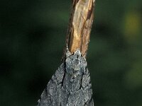 Acronicta psi 3, Psi-uil, Vlinderstichting-Nely Honig