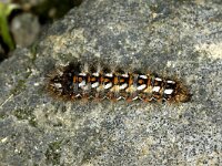 Acronicta rumicis 6, Zuringuil, Saxifraga-Peter Gergely