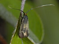Adela reaumurella, Green Longhorn