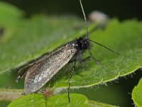 Adela reaumurella 4, Smaragdlangsprietmot, male, Saxifraga-Ab H Baas