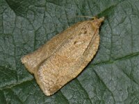 Adoxophyes orana, Summer Fruit Tortrix