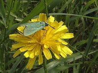 Adscita statices N0166 : Adscita statices, metaalvlinder, The Forester