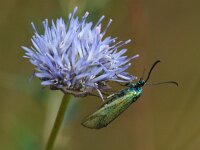 Metaalvlinder  Metaalvlinder [#Beginning of Shooting Data Section] Nikon D100  Focal Length: 250mm White Balance: Auto Color Mode: Mode III (sRGB) 2006/07/10 11:30:56 Exposure Mode: Aperture Priority AF Mode: Manual Hue Adjustment: 0° JPEG (8-bit) Fine Metering Mode: Spot Tone Comp: Normal Sharpening: Normal Image Size:  Large (3008 x 2000) 1/1000 sec - f/6.3 Flash Sync Mode: Not Attached Noise Reduction: OFF Exposure Comp.: 0 EV Image Comment:                                      [#End of Shooting Data Section]