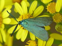 Metaalvlinder - Adscita statices  Metaalvlinder - Adscita statices [#Beginning of Shooting Data Section] Nikon D100  Focal Length: 250mm White Balance: Auto Color Mode: Mode III (sRGB) 2006/07/06 15:49:42.9 Exposure Mode: Aperture Priority AF Mode: Manual Hue Adjustment: 0° JPEG (8-bit) Fine Metering Mode: Spot Tone Comp: Normal Sharpening: Normal Image Size:  Large (3008 x 2000) 1/160 sec - f/10 Flash Sync Mode: Not Attached Noise Reduction: OFF Exposure Comp.: 0 EV Image Comment:                                      [#End of Shooting Data Section]
