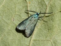 Adscita statices 7, Metaalvlinder, Saxifraga-Marijke Verhagen