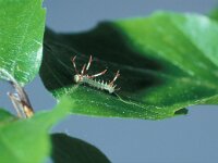 Aglia tau 2, Tauvlinder, caterpillar,Saxifraga-Frits Bink