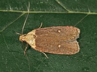 Agonopterix furvella