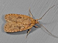 Agonopterix heracliana