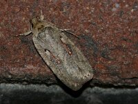 Agonopterix ocellana
