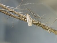 Agonopterix yeatiana