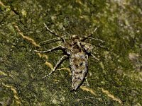 Agriopis aurantiaria 5, Najaarsspanner, Saxifraga-Peter Gergely