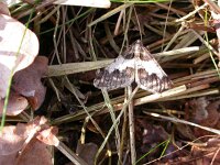 Agriopis leucophaearia, Spring Usher