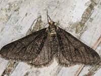 Agriopis leucophaearia 01 #41600 : Agriopis leucophaearia, Spring Usher, Kleine voorjaarsspanner