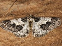 Agriopis leucophaearia #41773 : Agriopis leucophaearia, Spring Usher, Kleine voorjaarsspanner