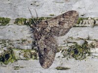 Agriopis leucophaearia #41563 : Agriopis leucophaearia, Spring Usher, Kleine voorjaarsspanner