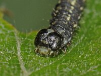 Agriopis leucophaearia 3, Kleine voorjaarsspanner, Saxifraga-Ab H Baas