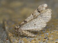 Agriopis leucophaearia 01 #11364 : Agriopis leucophaearia, Kleine voorjaarsspanner