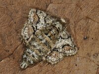 Agriopis marginaria, Dotted Border