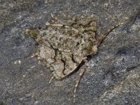 Agriopis marginaria 02 #11256 : Agriopis marginaria, Grote voorjaarsspanner, female