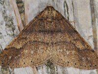 Agriopis marginaria 6, Grote voorjaarsspanner, Saxifraga-Ab H Baas