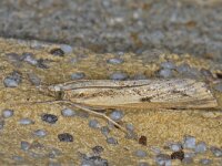 Agriphila inquinatella