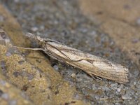 Agriphila inquinatella 3, Moerasgrasmot, Saxifraga-Ab H Baas