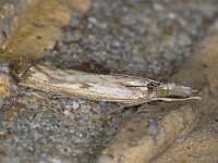 Agriphila inquinatella #08943 : Agriphila inquinatella