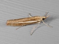 Agriphila latistria