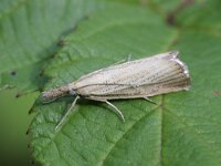 Agriphila straminella