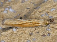 Agriphila tristella 8, Variabele grasmot, Saxifraga-Ab H Baas