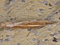 Agriphila tristella 9, Variabele grasmot, Saxifraga-Ab H Baas