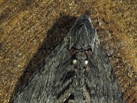 Agrius convolvuli 9, Windepijlstaart, Vlinderstichting-Nely Honig