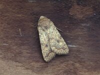 Agrochola circellaris 2, Bruine herfstuil, Vlinderstichting-Nely Honig