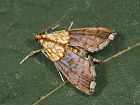Agrotera nemoralis