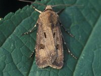 Agrotis exclamationis 4, Gewone worteluil, Vlinderstichting-Nely Honig