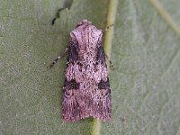 Agrotis puta, Shuttle-shaped Dart