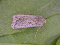 Agrotis ripae