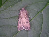 Agrotis segetum 2, Gewone velduil, Saxifraga-Peter Meininger