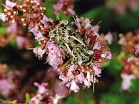 Agrotis vestigialis 182_08sc : Agrotis vestigialis, Archer's Dart, Bonte worteluil