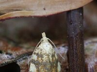 Aleimma loeflingiana