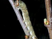 Allophyes oxyacanthae