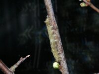 Allophyes oxyacanthae 2, Meidoornuil, Saxifraga-Kars Veling