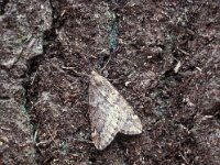 Alsophila aescularia, March Moth