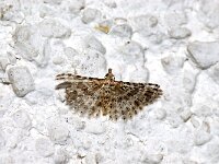 Aluciita grammodactyla