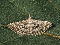 Alucita grammodactyla 2, Saxifraga-Zoran-Bozovic