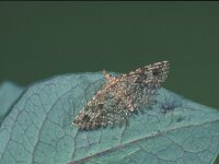 Alucita hexadactyla, Twenty-plume Moth
