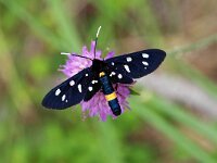 Amata phegea 5, Phegeavlinder, Saxifraga-Hans Dekker