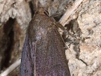 Amphipyra livida 2, Saxifraga-Zoran-Bozovic