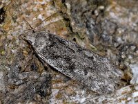 Anacampsis blattariella